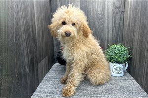 Kyrie - Poodle, Toy for sale