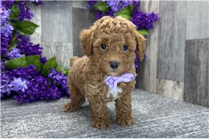David - Toy Poodle for sale