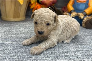Rylie - puppy for sale