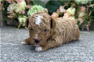 Dylan - puppy for sale