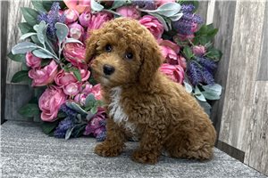 David - Poodle, Toy for sale
