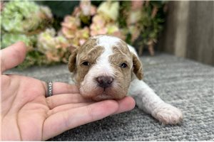 Dream - puppy for sale
