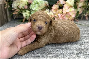 David - puppy for sale