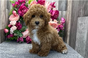 David - Poodle, Toy for sale