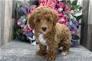 David - Poodle, Toy for sale
