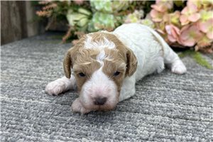 Dahlia - Miniature Poodle for sale
