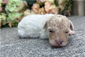 Diana - puppy for sale