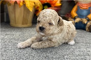 Rumi - puppy for sale