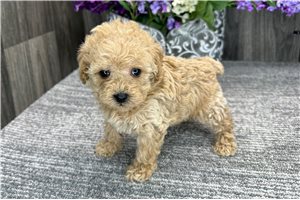 Jada - puppy for sale
