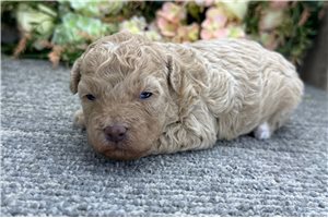Daphne - puppy for sale