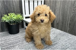Justin - Poodle, Toy for sale