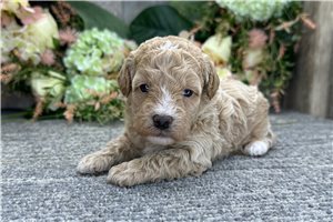 Daisy - Miniature Poodle for sale