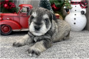 Colby - Schnauzer, Miniature for sale