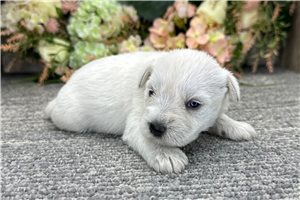Damian - puppy for sale