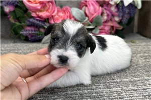 Bixby - puppy for sale