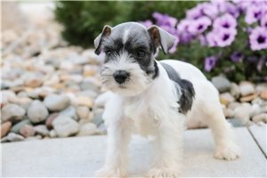 Lainey - Schnauzer, Miniature for sale