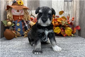 Brayden - puppy for sale