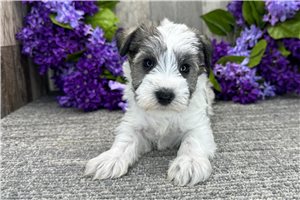 Dawson - Schnauzer, Miniature for sale