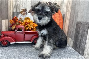 Betsy - puppy for sale