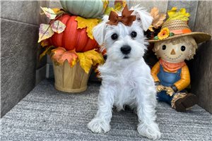 Cricket - Miniature Schnauzer for sale