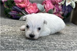 Bonnie - puppy for sale