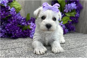 Damian - Schnauzer, Miniature for sale