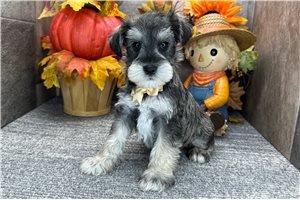 Conner - Miniature Schnauzer for sale