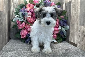 Dawson - Schnauzer, Miniature for sale
