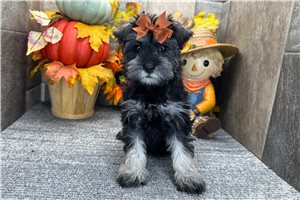 Crystal - Miniature Schnauzer for sale
