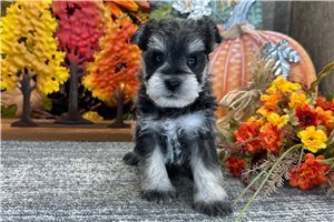 Blush - Schnauzer, Miniature, placed in Fort Wayne