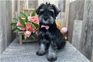 Byron - Schnauzer, Miniature for sale