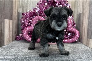 Chakra - Schnauzer, Miniature for sale