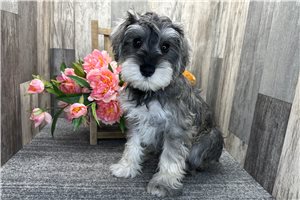 Bernie - Schnauzer, Miniature for sale