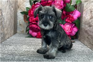 Angelina - Schnauzer, Miniature for sale