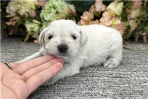 Dorothy - Schnauzer, Miniature for sale