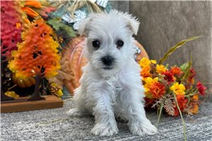 Carissa - puppy for sale
