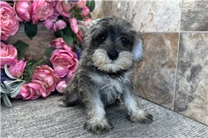 Artie - Schnauzer, Miniature for sale