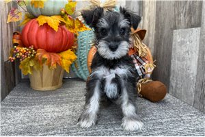 Blanche - puppy for sale