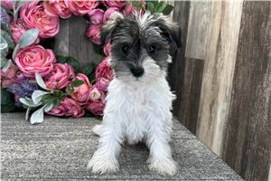 Destiny - Schnauzer, Miniature for sale