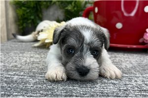 Alexander - puppy for sale