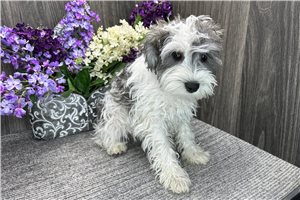 Dipper - puppy for sale