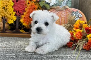 Bonnie - Miniature Schnauzer for sale