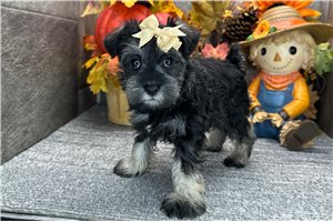 Crystal - Miniature Schnauzer for sale