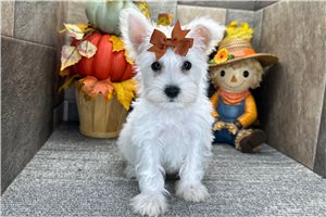 Bonnie - Miniature Schnauzer for sale