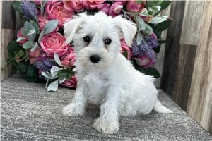 Dawn - Schnauzer, Miniature for sale