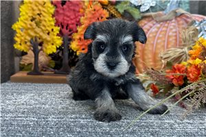 Darla - puppy for sale