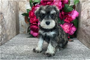 Ashby - Schnauzer, Miniature for sale