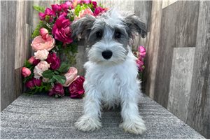 Dawson - Schnauzer, Miniature for sale