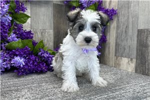 Dawson - Miniature Schnauzer for sale