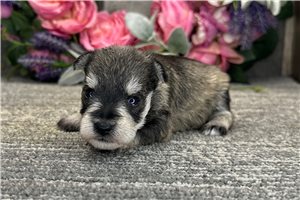 Blush - Schnauzer, Miniature for sale